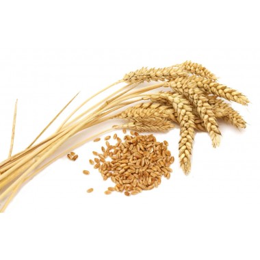 Семена озимой пшеницы "Лира Одесская" Элита