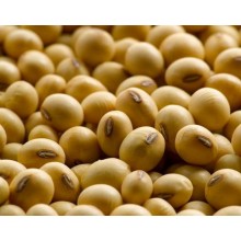 Канадска посівна соя S007-Y4 ультрарання Канадска посівна соя S007-Y4 ультрарання