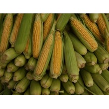 Семена кукурузы ДС1083С