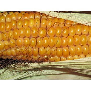 Семена кукурузы ДС0306