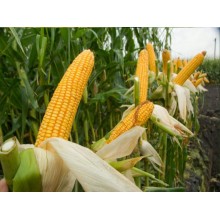Семена кукурузы ДС0336