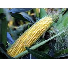 Семена кукурузы ДС0479Б