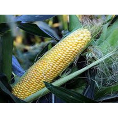 Семена кукурузы ДС0479Б