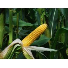 Семена кукурузы ДС0493Б