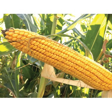 Семена кукурузы ДС1071С