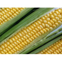 Семена кукурузы ДС1176Б