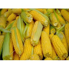 Семена кукурузы ДС1202Б