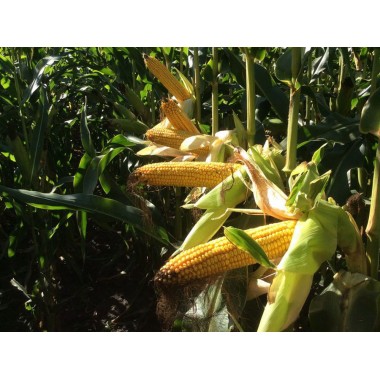 Семена кукурузы ДС1522С