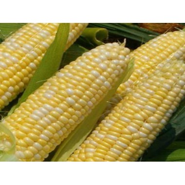 Семена кукурузы ЕС Битл
