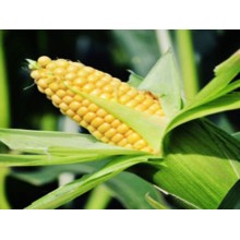 Семена кукурузы ЕС Бриллиант