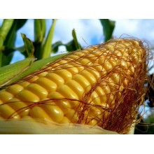 Семена кукурузы ЕС Конкорд