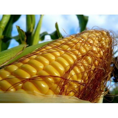 Семена кукурузы ЕС Конкорд