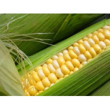 Семена кукурузы ЕС Эпилог