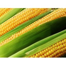 Семена кукурузы ЕС Евростар