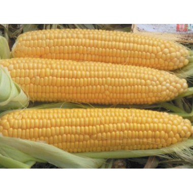 Семена кукурузы ЕС Геллери