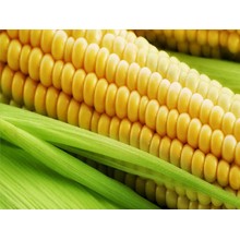 Семена кукурузы ЕС Кокпит
