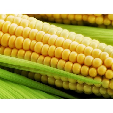 Семена кукурузы ЕС Кубус