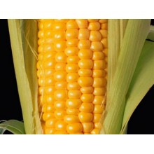 Семена кукурузы ЕС Милорд
