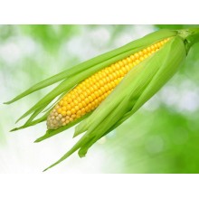 Семена кукурузы Нинфеа