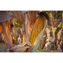 Семена кукурузы ЕС Пароли