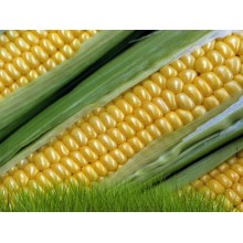 Семена кукурузы ЕС Сплендис