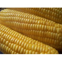 Семена кукурузы ЕС Трио