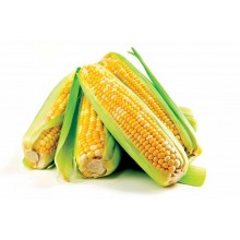 Семена кукурузы ЕС Зизу