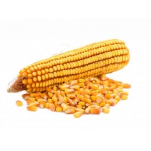 Семена кукурузы Кайфус