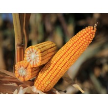 Семена кукурузы Карифолс