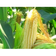 Семена кукурузы Кребс