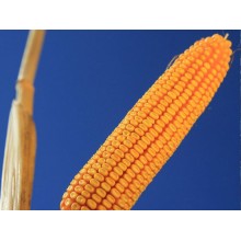 Семена кукурузы КВС 2323
