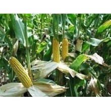 Семена кукурузы КВС 2370
