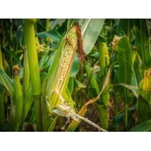 Семена кукурузы КВС 381