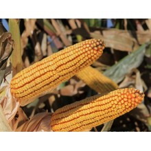 Семена кукурузы КВС 6471