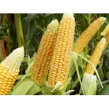 Семена кукурузы КВС Амбер