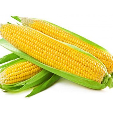 Семена кукурузы ДКС 3705