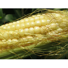 Семена кукурузы ДК 440