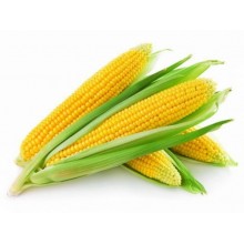 Семена кукурузы ДКC 2949