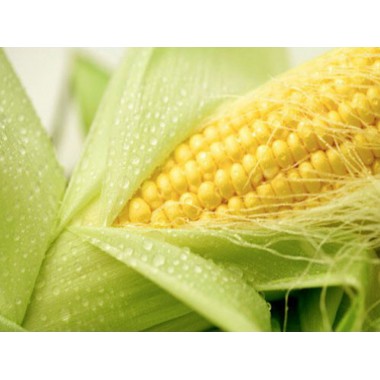 Семена кукурузы ДКС 3050