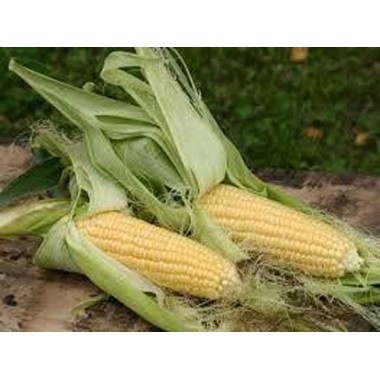 Семена кукурузы ДКС 3415