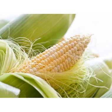 Семена кукурузы ДКС 3476