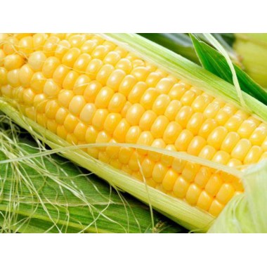 Семена кукурузы ДКС 3507