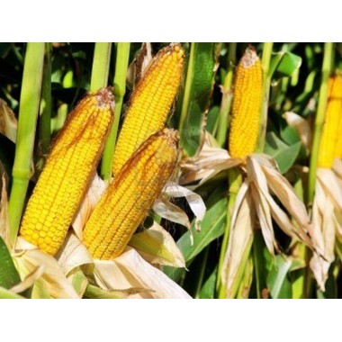 Семена кукурузы ДКС 3511