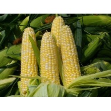 Семена кукурузы ДКС 3759