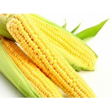 Семена кукурузы ДКС 3795
