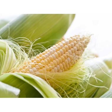 Семена кукурузы ДКС 3811