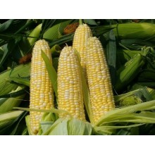 Семена кукурузы ДКС 3912