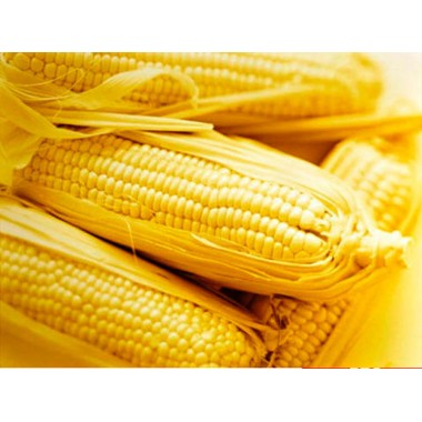 Семена кукурузы ДКС 4351