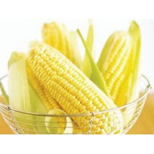Семена кукурузы ДКС 4590