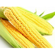 Семена кукурузы ДКС 4608